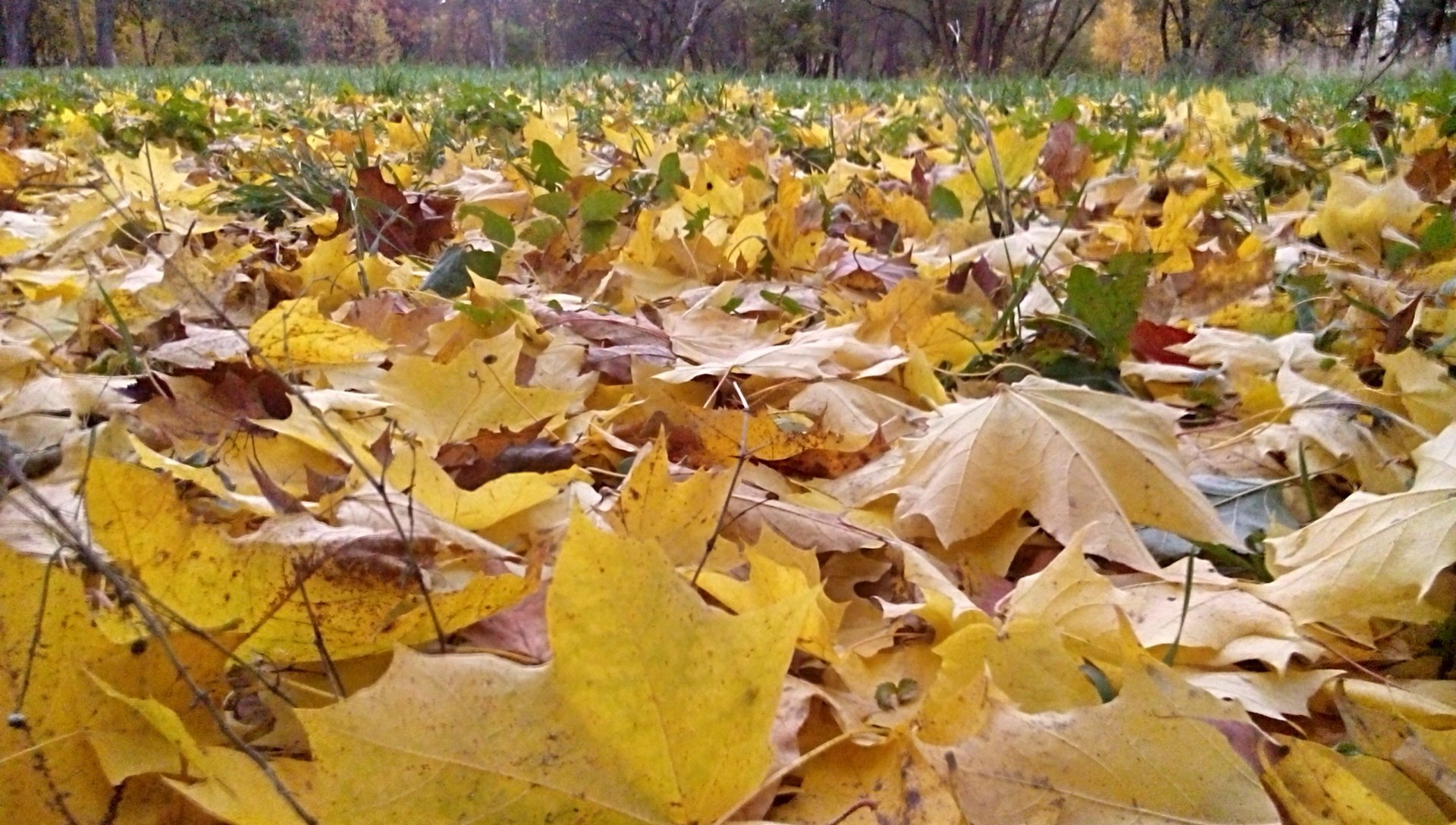Почему листья меняют цвет осенью. Листья осенью. Осенняя окраска листьев. Почему листья желтеют осенью. Почему листья желтые.